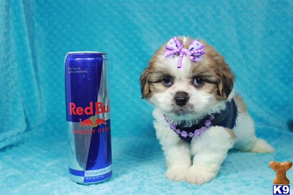 lvpuppyheaven Picture 3